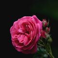 Rose 'Princess Anne�', Rosa