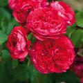 Rose Red Leonardo da Vinci�