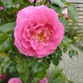 Rose 'Rene� van Wegberg'�, Rosa 'Rene� van Wegberg'�
