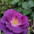Rose 'Rhapsody in Blue'�, Rosa 'Rhapsody in Blue'�