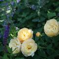 Rose 'Roald Dahl'� , Rosa 'Roald Dahl'