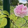 Rose 'Romantic Siluetta'�, Rosa 'Romantic Siluetta'