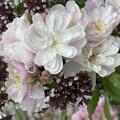 Rose Roseasy� Pompadour, Rosa Pompadour