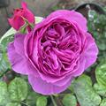 Rose Sense of Love� 'Adore Aroma', Rosa 'Adore Aroma'
