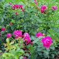 Rose 'Soul'�, Diese purpurviolette ADR-Nostalgierose duftet herrlich nach alten Rosen und kann nicht nur die Seele eines jeden Gartens werden, sondern sogar die K�nigin desselben