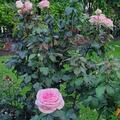 Rose Souvenir de Baden-Baden�, Rosa 'Souvenir de Baden-Baden'