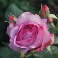 Rose 'Souvenir de Louis Amade'�