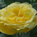 Rose Souvenir de Marcel Proust� (korr)