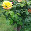 Rose Souvenir de Marcel Proust�, Rosa