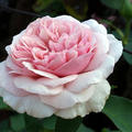 Rose 'Souvenir de la Malmaison'