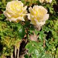 Rose 'Sterntaler' �, Rosa  Sterntaler