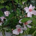 Rose 'Sweet Pretty'�, Rosa 'Sweet Pretty' 