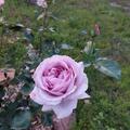 Rose 'Synactif by Shiseido'�, Rosa 'Synactif by Shiseido'�