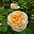 Rose 'The Lady Gardener�', Rosa The Lady Gardener�'