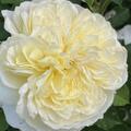 Rose The Pilgrim�, Rosa