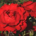 Offene Bl�te