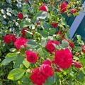 Rose 'Ulmer M�nster', Rosa