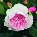 Rose Wisley 2018�