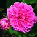 Strauchrose Yolanda d`Aragon