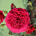 Rose 'Zayed of Abu Dhabi'�