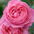Beetrose, Rose Raymond Blanc�
