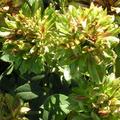 Rose Viridiflora, Rosa indica semperflorens, sch�ne Bl�ten