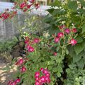 Roseasy� 'Cardinal', Rosa Cardinal