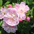  Roseasy� Pompadour