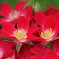 Rose, Beetrose, Roseasy, Cardinal, Roseasy_Cardinal_DSC05905.jpg