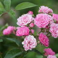 Rose, Beetrose, Roseasy, Married, Roseasy_Married_DSC05928.jpg