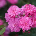 Rose, Beetrose, Roseasy, Willkommen, Roseasy_Willkommen_DSC05961.jpg