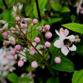 Maiblumenstrauch mit einer Biene drauf
