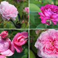 Rosen Bundle, Set, Historische Rosen, 4 Sorten