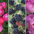 Rosen Bundle, Set, K�stlicher Rosenbogen, 2 Rosen und Brombeere