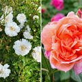 Rosen Bundle, Set, Sonniges Duftrosenbeet, 2 Sorten