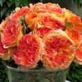 Rose Delbard, Henri Delbard