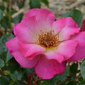Rose Delbard, Tourmaline