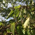 Rosinenbaum 'Korinth', Hovenia dulcis 'Korinth'