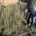 Rosmarinus officinalis 'Arp', Rosmarinus officinalis 'Arp'