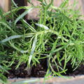 Rosmarinus officinalis 'Veitsh�chheim'