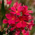 Rot-Violetter Oleander Bl�te