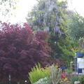 Rotahorn 'Autumn Flame', Acer rubrum 'Autumn Flame'