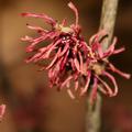 Rot bl�hende Zaubernuss 'Diane'
