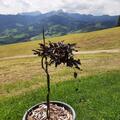 Rotbuche 'Rohan Weeping' Zierst�mmchen, Fagus sylvatica 'Rohan Weeping'