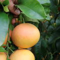 Rote Grapefruit 'Rubra'