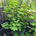 Rote Johannisbeere Ribest� Lisette�, Ribes rubrum