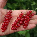 Lubera� Ribest� Violette�
