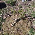 Rote Johannisbeere Ribest� Violette�, Ribes rubrum