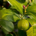 Noch unreife Frucht der Rote Rangpur-Limette