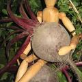 Rote R�ben 'Rote Kugel 2', Beta vulgaris var. conditiva